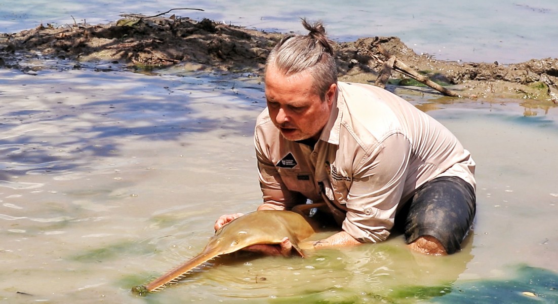 Marine conservationists partner with Indigenous Rangers to rescue endangered sawfish