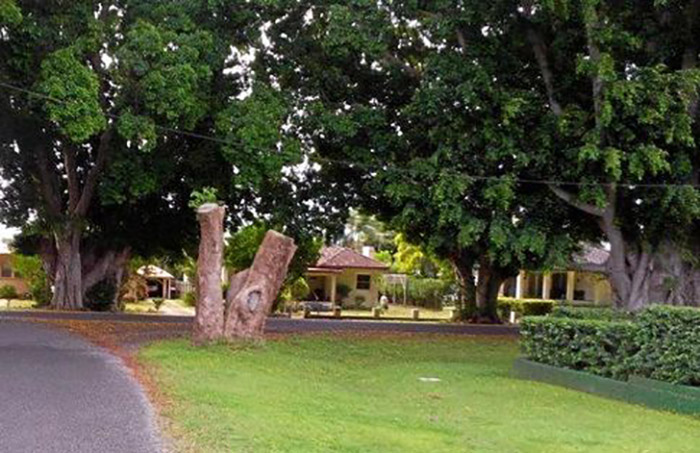 Clarence Valley Council to pay $300,000 for removal of culturally significant scar tree