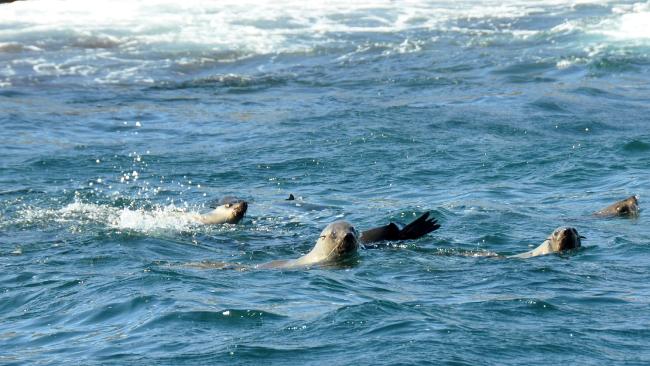 Reward offered to catch seal killers