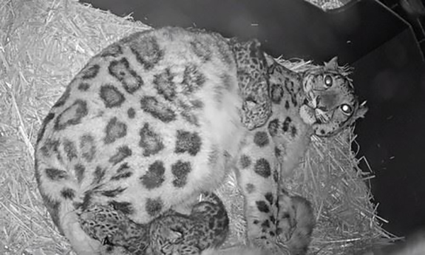 Melbourne Zoo celebrates birth of rare snow leopard cubs