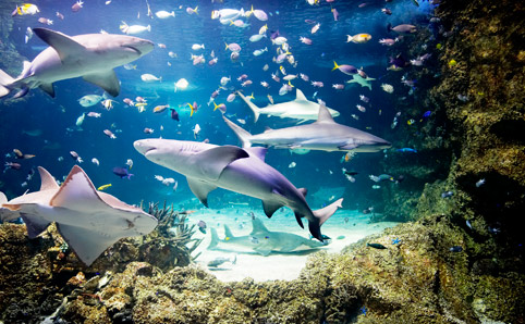 Merlin Entertainments Group announces $10 million Sydney Aquarium refurbishment