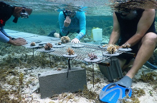 Coral Gardeners look to preserve Tahitian reef