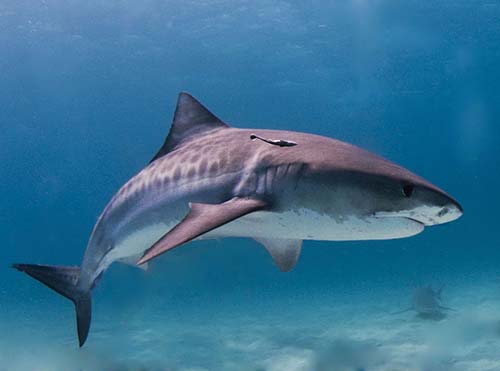 Smart Shark Management drumlines trialled across Sydney beaches