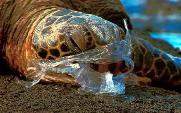 Australian Marine Conservation Society welcomes Queensland’s ban on single-use plastic