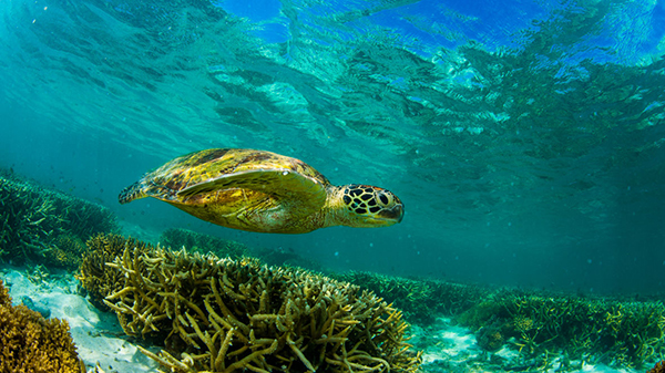 Additional $1 million for Fraser Coast Marine Turtle Rehabilitation and Research Centre