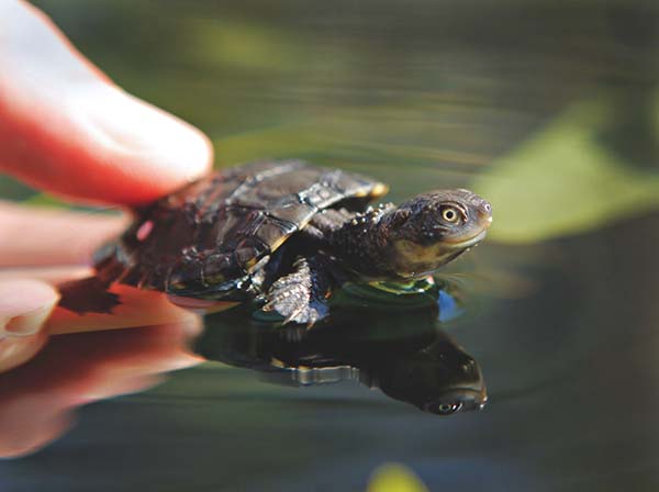 Perth Zoo announces its largest wild release of Western Swamp Tortoises