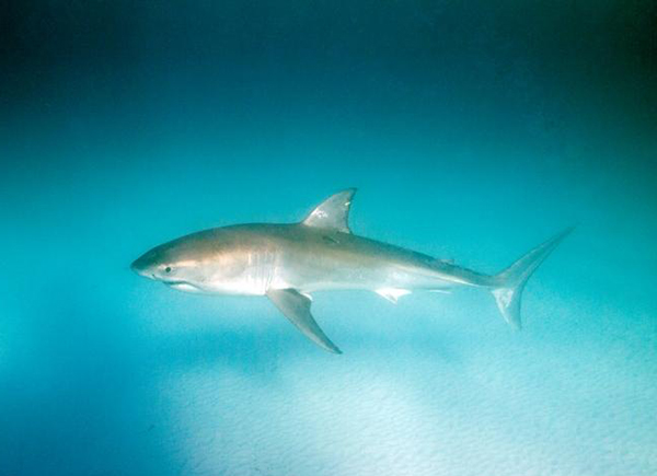 $5.1 million delivered for Western Australia’s shark mitigation strategies