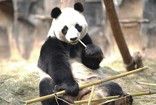 China’s Wuhan Zoo reopens after three-month lockdown
