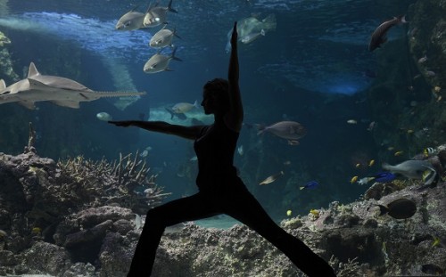 Yoga under the sea at SEA LIFE Sydney Aquarium