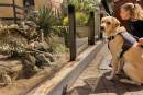 Adelaide Zoo welcomes Assistance Dogs for the first time  