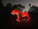 Light Creatures attraction returns to Adelaide Zoo to entertain and encourage conservation interest