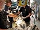 Adelaide Zoo’s tiger cub Ketambe operated on to remove intestinal blockage