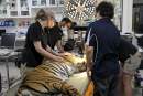 Adelaide Zoo vets conduct full physical examination on Sumatran Tiger