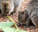Adelaide Zoo investigating unexpected death of Quokkas and Wallabies