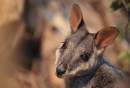 Aussie Ark calls on Federal Government to increase support for wildlife before it’s too late
