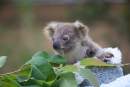 WildArk and Aussie Ark to rewild a population of koalas on Mongo Valley Wildlife Sanctuary