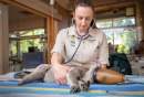 Funding doubles for South-east Queensland’s wildlife hospital network