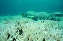 Australian Marine Conservation Society slams Federal Government’s proposed environmental policies