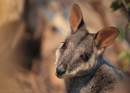 Aussie Ark officially opens new Brush-tailed Rock wallaby enclosures at Barrington Tops