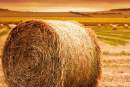 Daisy Pool Covers backs Smart WaterMark’s Buy a Bale drought relief initiative