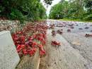 Protection of red crabs among 17 Christmas Island and Cocos (Keeling) Islands projects to receive funding