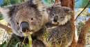 Birth of joeys at Cleland Wildlife Park spotlights success of innovative koala breeding program