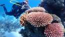 Tourism and research partnership expedites Great Barrier Reef recovery