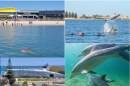 Future secured for Dolphin Discovery Centre with $1.5 million funding