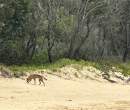Queensland Parks and Wildlife Service rangers investigating after girl bitten by dingo on K’gari