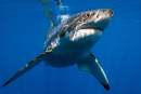 Western Australian Government bans shark fishing from all Perth beaches