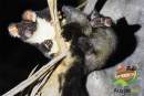 Aussie Ark confirms endangered Greater Gliders thriving in Barrington Wildlife Sanctuary