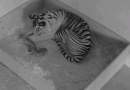 Endangered Sumatran tiger cubs born at Hamilton Zoo