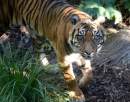 Australia’s oldest Sumatran tiger Kemiri euthanased at Adelaide Zoo