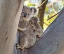 Call to protect and preserve Koalas during vulnerable breeding season 
