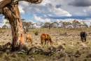 Cull of feral horses in Kosciuszko National Park to avert ‘danger of extinction’ of native species