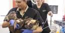 RSPCA Wildlife Ward opens at Melbourne Zoo