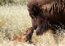 Monarto Safari Park welcomes three bison calves