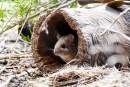 Monarto Safari Park welcomes birth of eight native Greater Stick-nest Rat pups