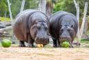 Monarto Safari Park welcomes two Nile Hippopotamuses