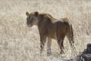 Monarto Safari Park announces lioness pregnancy