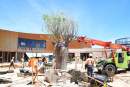 Six metre tall boab tree planted in Monarto Safari Park’s new Visitor Centre