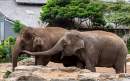 Taronga Zoo announces two more Asian Elephants for Monarto Safari Park