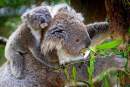 Australia Institute exposes why and how NSW Government is stalling on saving koalas