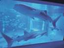 Two whale sharks at Japan aquarium die due to earthquake related equipment failures