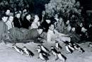 Phillip Island Little Penguin Parade celebrates 100 Year Milestone