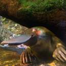 New Australian Platypus Conservation Centre to be built at Healesville Sanctuary