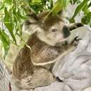 Koala care in regional NSW given $3.5 million boost