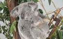 Queensland Premier calls on Dreamworld owners to spend allocated funds on koala conservation