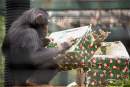 Rockhampton Zoo treats its animals with thoughtful Christmas presents