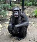 Rockhampton Zoo announces sudden death of female chimpanzee